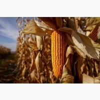 Насіння кукурудзи ДН Аджамка ФАО 350 Рост Агро