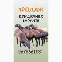 Продам ягня, кітні вівці, барани курдючної породи