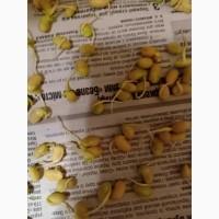 Продам посівну Сою ОЛДХАМ. 2реп Черниговская обл