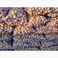 Продам посадкову картоплю, арізона