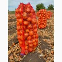 Продам Цибулю Гуртом. Калібр 5-9 см