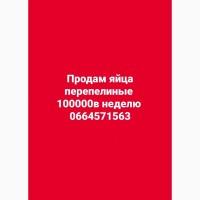 Продам яйца перепелиные оптом