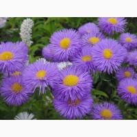 Альпийская сиреневая и голубая ромашка