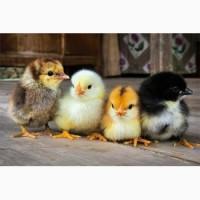 Продам цыплят суточных мясо яичных =25гр.2025г