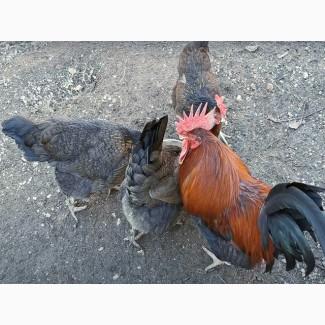 Яйце інкубаційне.Курчата, Доркінг золото, срібло