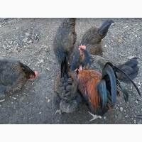 Яйце інкубаційне.Курчата, Доркінг золото, срібло