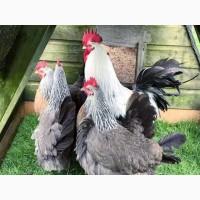 Яйце інкубаційне.Курчата, Доркінг золото, срібло