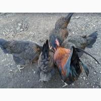 Яйце інкубаційне.Курчата, Доркінг золото, срібло