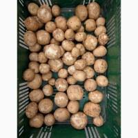 Продам картоплю для виробництва чіпсів