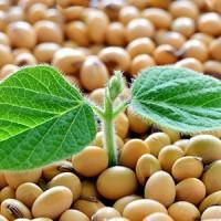 Куплю сою гмо