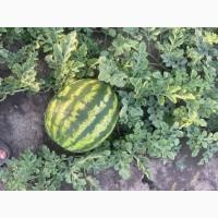 Продам кавун Талісман F1 6-12 кг
