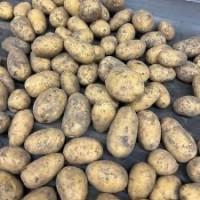 Оптовая закупка картофеля - Николаев, от 10 тонн
