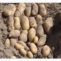 Насіннєва картопля Гранада Хмельницька область купити, роздріб від 10 кг