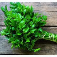 Продам петрушку