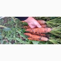 Продам моркву, сорт BELGRADO