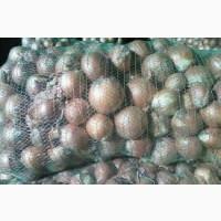 Лук технічний оптом (дешево) • Для переробних підприємств та соцпроектів