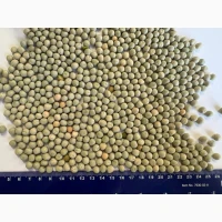 Продаж ГОРОХ ЗЕЛЕНИЙ (Green Peas)