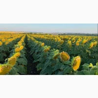 Продам Гібрид Спрінтер соняшник під Гранстар. Екстра фракція
