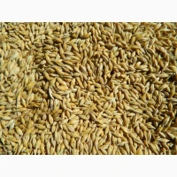 Продам посівний ячмінь, сорти Кангу та Себастьян