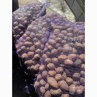 Продам картоплю сорту Коломбо 2 репродукція оптом від 10 тонн
