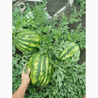 Продам кавун