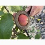 Продаж яблук GALA VENUS від виробника 1 - 2 категорія