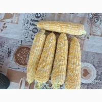 Продам цукрову кукурудза Ракель