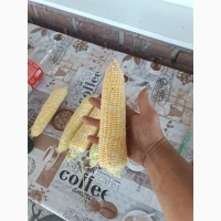 Продам цукрову кукурудза Ракель