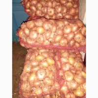 Продам цибулю