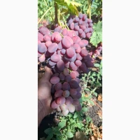 Продам свіжий домашній виноград урожаю 2026 року
