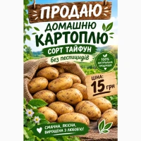 Продам смачну домашню картоплю