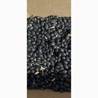 Продам квасолю чорну