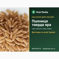 Пр0двм нвсіння т8ерд0ї яр0ї пшениці - Динвстія, 3елмв, 30рянв п0дільськв