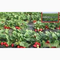 Рассада клубники (ФРИГО) Альбион, Портола, Елизавета 2 и другие сорта.