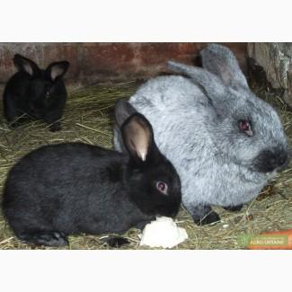 Продам крольчат