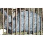 Продам крольчат