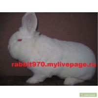 Продам кроликов породы Новозеландский белый