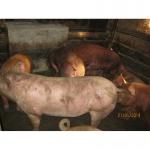 Продаю Свиней, Постоянно. Живым весом