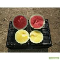 Бессемянные арбузы оптом из Крыма