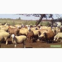 Продам овец на племя