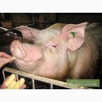 Продам кабана 200 кг