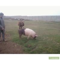 Продаю свиней мясом или тушами, забой на месте !
