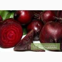 Продам столовий буряк, Львів