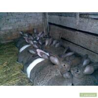 Продам кролей