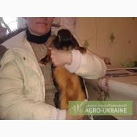 Продам кролики племенные черно-огненные калифорнийские серебро