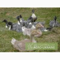 Утята, гусята и суточные цыплят бройлеры