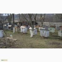 Продам бджолосім ї з вуликами 15 штук