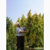 Амарант сорт Харьковский-1 лечебный