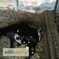 Карликовые козы-камерунские