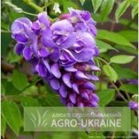 Глициния (вистерия)
